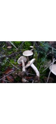 재회색깔때기버섯 (Clitocybe inornata (Sow.) Gill.)