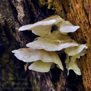 겹친귓등버섯(겹친손등버섯) (Postia balsamea (Peck) Jül. 겹친귓등버섯 > Oligoporus balsameus (겹친손등버섯))