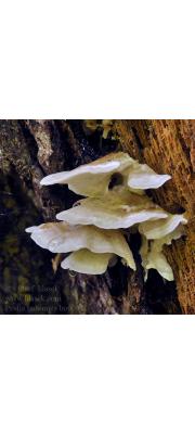 겹친귓등버섯(겹친손등버섯) (Postia balsamea (Peck) Jül. 겹친귓등버섯 > Oligoporus balsameus (겹친손등버섯))