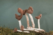 긴대안장버섯 (Helvella  elastica Bull. > Leptopodia elastica (Bull.) Boud.)