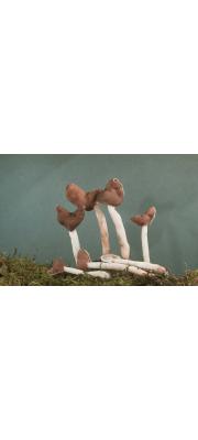 긴대안장버섯 (Helvella  elastica Bull. > Leptopodia elastica (Bull.) Boud.)