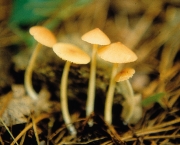 네모외대버섯아재비 (Entoloma subqudratum Hesler)