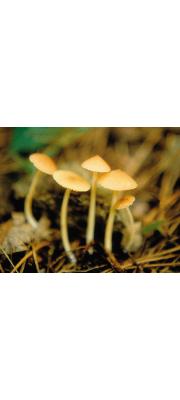 네모외대버섯아재비 (Entoloma subqudratum Hesler)