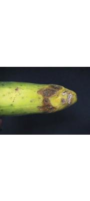 가지잘록병균(벼잎짚무늬마름병균) (Thanatephorus cucumeris (A.B. Frank) Donk  > Pellicularia filamentosa (Pat.) Rogers > Pellicularia sasakii (Shirai) S. Ito)