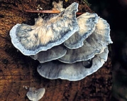 푸른귓등버섯(푸른손등버섯) (Postia caesia (Schrad.) P. Karst.  > Oligoporus caesius)
