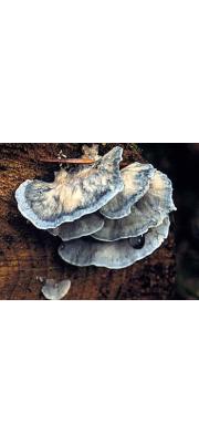 푸른귓등버섯(푸른손등버섯) (Postia caesia (Schrad.) P. Karst.  > Oligoporus caesius)