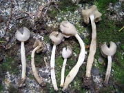 굵은대안장버섯 (Helvella ephippioides Imai)