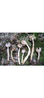 굵은대안장버섯 (Helvella ephippioides Imai)