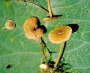 연포자외대버섯(연포자외대버섯아재비) (Entoloma subrhombisporum Hesler)