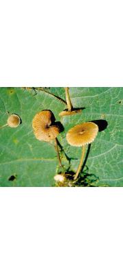 연포자외대버섯(연포자외대버섯아재비) (Entoloma subrhombisporum Hesler)