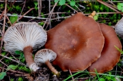 벽돌빛깔때기버섯 (Clitocybe lateritia J. Favre)