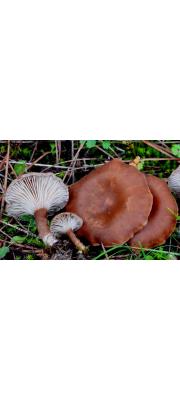 벽돌빛깔때기버섯 (Clitocybe lateritia J. Favre)