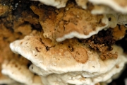 물렁귓등버섯 (Postia fragilis (Fr.) Jül.)