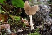 덧술잔안장버섯 (Helvella ephippium Lév)