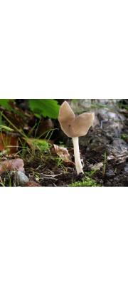 덧술잔안장버섯 (Helvella ephippium Lév)