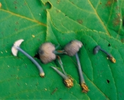 배꼽외대버섯아재비 (Entoloma subumbilicatum Hesler)