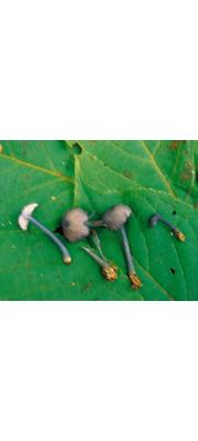 배꼽외대버섯아재비 (Entoloma subumbilicatum Hesler)
