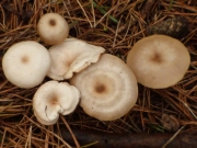 변색깔때기버섯 (Clitocybe  metachrora (Fr.) Kumm.)