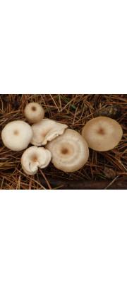 변색깔때기버섯 (Clitocybe  metachrora (Fr.) Kumm.)