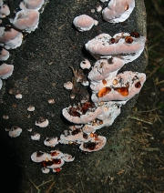 점박이귓등버섯(점박이손등버섯) (Postia guttulata (Peck) Jül.  > Oligoporus guttulatus)