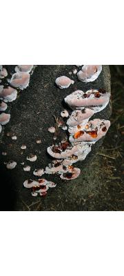 점박이귓등버섯(점박이손등버섯) (Postia guttulata (Peck) Jül.  > Oligoporus guttulatus)