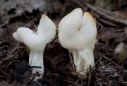 하얀주름안장버섯 (Helvella lactea Boud.)