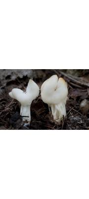 하얀주름안장버섯 (Helvella lactea Boud.)
