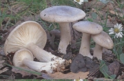 회색깔때기버섯(깔때기버섯) (Clitocybe nebularis (Batsch) P. Kumm.)