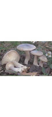 회색깔때기버섯(깔때기버섯) (Clitocybe nebularis (Batsch) P. Kumm.)