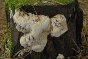고랑귓등버섯 (Postia ptychogaster (F. Ludw.) Vesterh.)