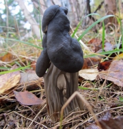 안장버섯(검은안장버섯) (Helvella lacunosa Afzel. > Helvella sulcata Afzel.)