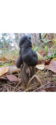 안장버섯(검은안장버섯) (Helvella lacunosa Afzel. > Helvella sulcata Afzel.)