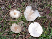 민깔때기버섯 (Clitocybe obsoleta (Batsch) Quél.)