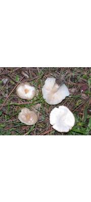 민깔때기버섯 (Clitocybe obsoleta (Batsch) Quél.)