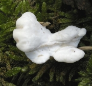 흰귓등버섯(흰손등버섯) (Postia stiptica (Pers.) Jül.  > Oligoporus stipticus)