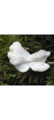흰귓등버섯(흰손등버섯) (Postia stiptica (Pers.) Jül.  > Oligoporus stipticus)