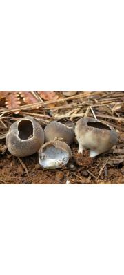 흰혹안장버섯 (Helvella leucomelaena (Pers.) Nannf. > Paxina leucomelaena (Pers.) O. Kuntze)