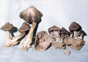 굴곡외대버섯 (Entoloma tortuosum Hesler)