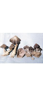 굴곡외대버섯 (Entoloma tortuosum Hesler)