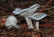 하늘색깔때기버섯(하늘색깔때기버섯붙이) (Clitocybe odora (Bull.) Kumm.  > Clitocybe odora var. alba Lge.)