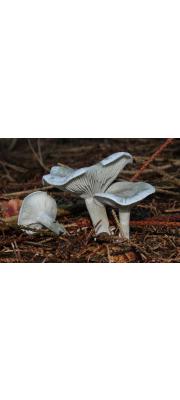 하늘색깔때기버섯(하늘색깔때기버섯붙이) (Clitocybe odora (Bull.) Kumm.  > Clitocybe odora var. alba Lge.)