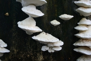 젖색귓등버섯(젖색손등버섯) (Postia tephroleuca (Fr.) Jül. 젖색귓등버섯 > Oligoporus tephroleucus)