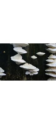 젖색귓등버섯(젖색손등버섯) (Postia tephroleuca (Fr.) Jül. 젖색귓등버섯 > Oligoporus tephroleucus)