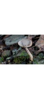 긴안장버섯(기둥안장버섯, 긴대주발버섯) (Helvella macropus (Pers.) P. Karst > Cyathipodia macropus (Pers.) Dennis)