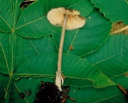 배꼽외대버섯 (Entoloma umbilicatum Dennis)