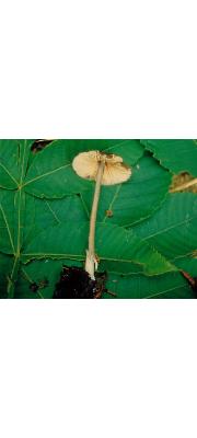배꼽외대버섯 (Entoloma umbilicatum Dennis)
