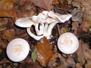 백등색깔때기버섯(황갈색깔때기버섯, 나뭇잎깔때기버섯, 흰주름깔때기버섯) (Clitocybe phyllophila (Pers.) P. Kumm. > Clitocybe cerussata (Fr.) P. Kumm.)
