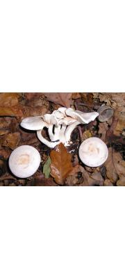 백등색깔때기버섯(황갈색깔때기버섯, 나뭇잎깔때기버섯, 흰주름깔때기버섯) (Clitocybe phyllophila (Pers.) P. Kumm. > Clitocybe cerussata (Fr.) P. Kumm.)