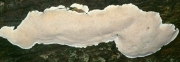 배착귓등버섯(배착손등버섯) (Postia undosa (Peck) Jül.  > Oligoporus undosus)