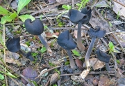 갈흑색안장버섯(황회색안장버섯) (Helvella pezizoides Afzel.)